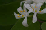 Amur honeysuckle